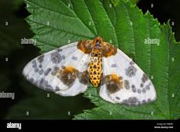 Attēlu rezultāti vaicājumam “Abraxas sylvata larva”