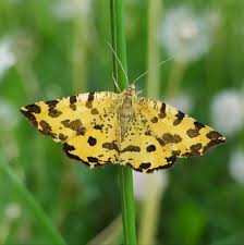 Attēlu rezultāti vaicājumam “Pseudopanthera macularia”