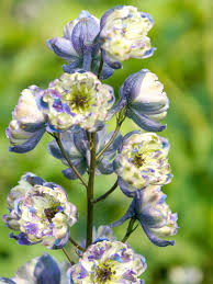 Attēlu rezultāti vaicājumam “Delphinium elatum  bud”