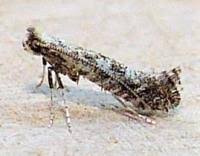 Attēlu rezultāti vaicājumam “Parornix anglicella”