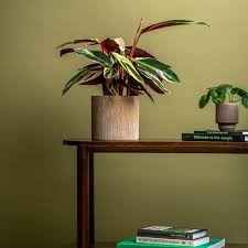 Attēlu rezultāti vaicājumam “Lycogala persicum macro”