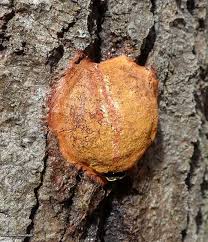 Attēlu rezultāti vaicājumam “Fuligo leviderma plasmodium”