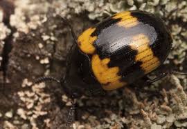 Attēlu rezultāti vaicājumam “Diaperis boleti”