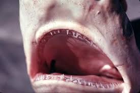 Image result for Carcharhinus isodon