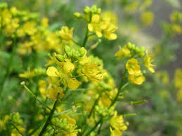 Attēlu rezultāti vaicājumam “Rorippa sylvestris flower”