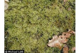 Attēlu rezultāti vaicājumam “Hypnum jutlandicum”