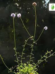 Attēlu rezultāti vaicājumam “Jasione montana leaf”