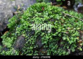 Attēlu rezultāti vaicājumam “Scapania lingulata”