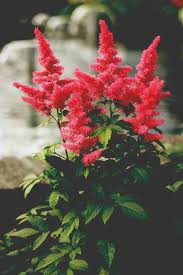 Attēlu rezultāti vaicājumam “Astilbe chinensis”
