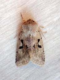 Attēlu rezultāti vaicājumam “Orthosia gothica”