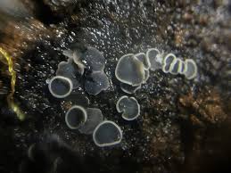 Attēlu rezultāti vaicājumam “Mollisia amenticola”