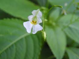 Attēlu rezultāti vaicājumam “Impatiens parviflora leaf”