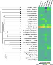 Attēlu rezultāti vaicājumam “Hylastes sp.”