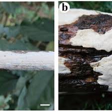 Attēlu rezultāti vaicājumam “Cystostereum murrayi”