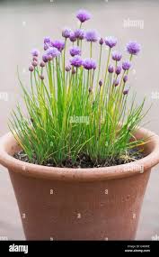 Image result for Allium schoenoprasum