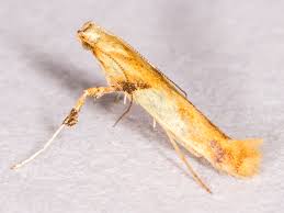 Attēlu rezultāti vaicājumam “Caloptilia hemidactylella”