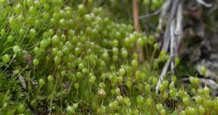 Attēlu rezultāti vaicājumam “Physcomitrium pyriforme”