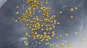 Attēlu rezultāti vaicājumam “Araneus diadematus eggs”