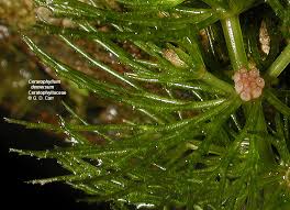 Attēlu rezultāti vaicājumam “Ceratophyllaceae”