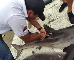 Image result for Sphyrna zygaena