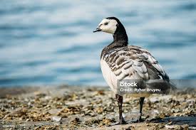 Attēlu rezultāti vaicājumam “Branta leucopsis”