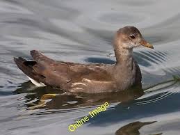 Attēlu rezultāti vaicājumam “Gallinula chloropus juvenile”