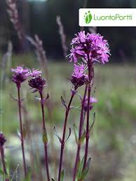 Attēlu rezultāti vaicājumam “Silene viscaria leaf”