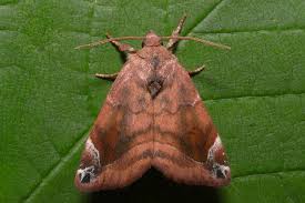 Attēlu rezultāti vaicājumam “Cosmia pyralina”