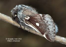 Attēlu rezultāti vaicājumam “Eriogaster lanestris”