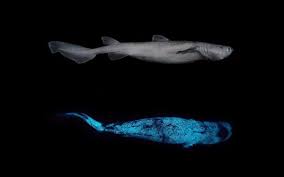 Image result for Dalatias licha