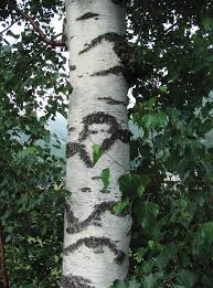 Attēlu rezultāti vaicājumam “Betula pendula var. carelica”