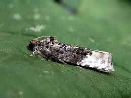 Attēlu rezultāti vaicājumam “Apotomis betuletana”