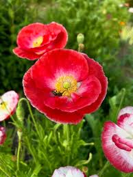 Image result for Papaver rhoeas 'Shirley'