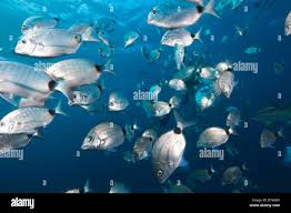 Image result for Diplodus capensis