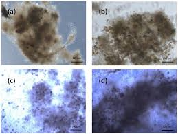 Image result for Liza ramada