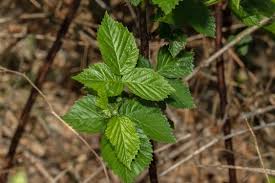Attēlu rezultāti vaicājumam “Rubus nessensis”