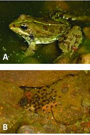 Attēlu rezultāti vaicājumam “Pelophylax adult”