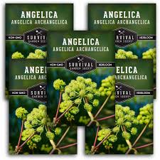 Image result for Angelica archangelica