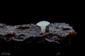 Attēlu rezultāti vaicājumam “Hymenoscyphus sp.”