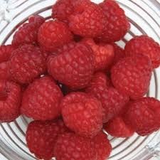 Attēlu rezultāti vaicājumam “Calamagrostis canescens fruit”