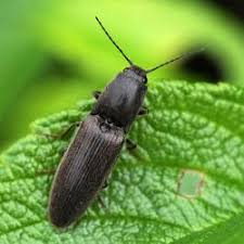 Attēlu rezultāti vaicājumam “Athous sp.”