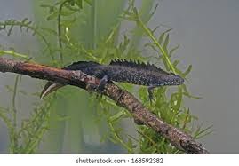 Attēlu rezultāti vaicājumam “Triturus cristatus”