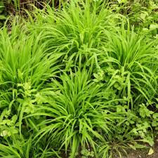 Attēlu rezultāti vaicājumam “Brachypodium sylvaticum leaf”