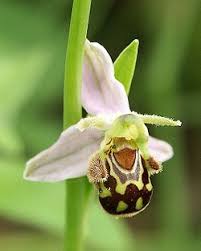 Attēlu rezultāti vaicājumam “Ophrys insectifera flower”