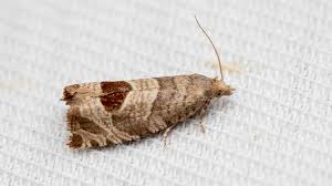 Attēlu rezultāti vaicājumam “Tortricidae”