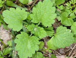 Attēlu rezultāti vaicājumam “Lamium amplexicaule leaf”