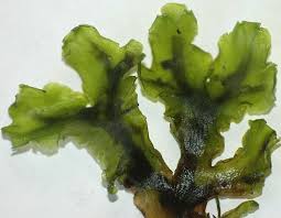 Attēlu rezultāti vaicājumam “Aneura pinguis”