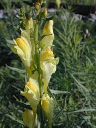 Attēlu rezultāti vaicājumam “Linaria vulgaris flower”