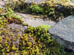 Attēlu rezultāti vaicājumam “Polytrichum piliferum sporophyte”