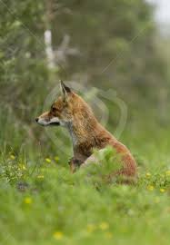 Attēlu rezultāti vaicājumam “Vulpes vulpes  juvenile”